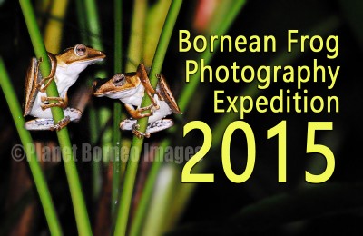 Bornean Frog Photography Expedition