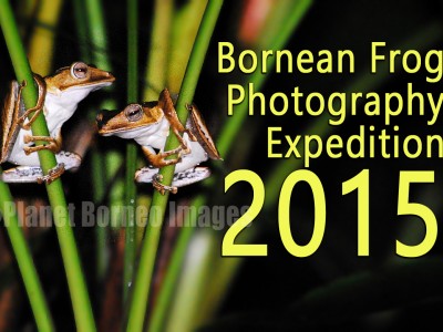 Bornean Frog Photography Expedition