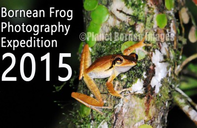 Borneo Frog Photography