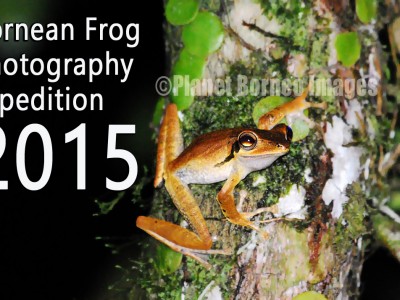 Borneo Frog Photography