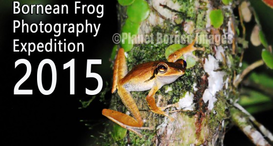 Borneo Frog Photography