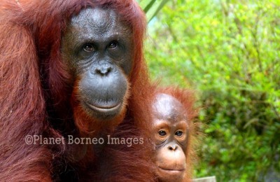 Orangutan Tours in Sabah