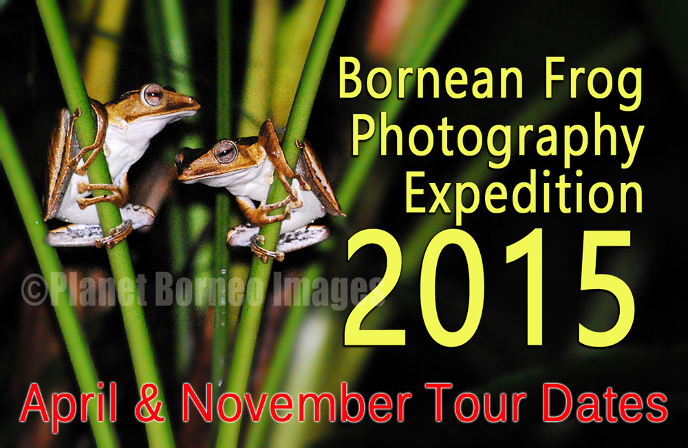 Sarawak Frog Race Photography