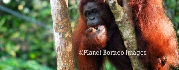Semenggoh Orangutan Tours